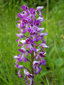 Orchis militaris